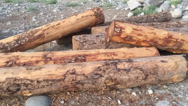 دیامر کے دور افتادہ پہاڑی علاقوں میں جگہ جگہ کٹے ہوئے درختوں کے سر نظر آتے ہیں