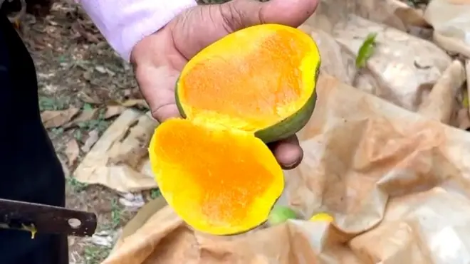 Alphonso Mango