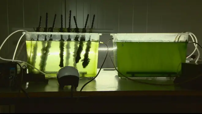 The team is using two tanks of waste water and microscopic green algae