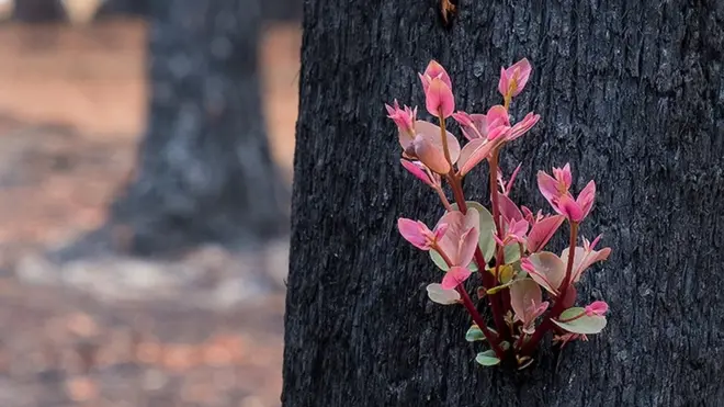 ఆస్ట్రేలియా
