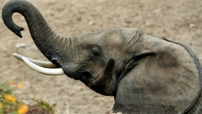 La direction nationale de la garde forestière et faunique a déclaré à la BBC qu'environ une trentaine d'éléphants ont été tués ces deux dernières années