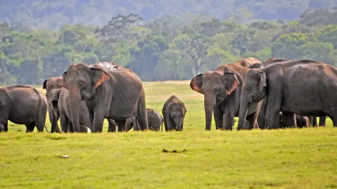 There are an estimated 7,500 wild elephants in Sri Lanka