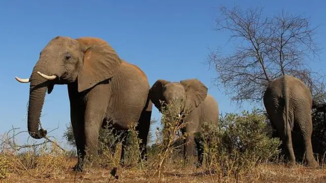 Les éléphants africains sauvages dorment en moyenne deux heures par jour.