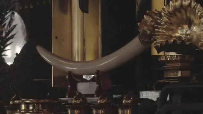 日本の象牙取引　登録制度の不備指摘も