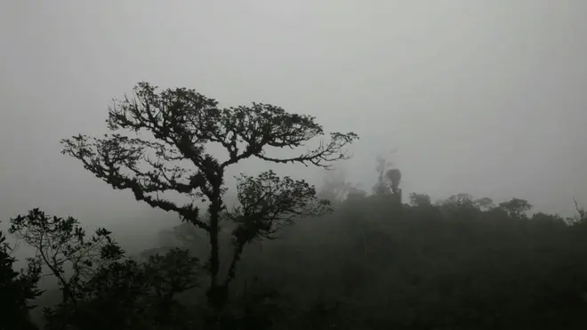 El hábitat original de la quina es el bosque de neblina andino, pero casi ha desaparecido de la región.