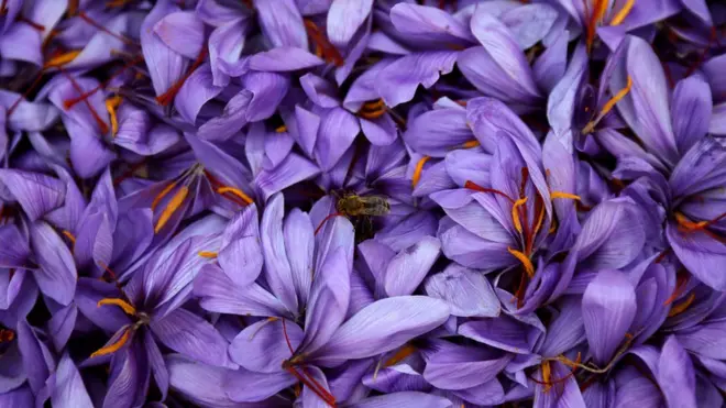 یونانی زعفران