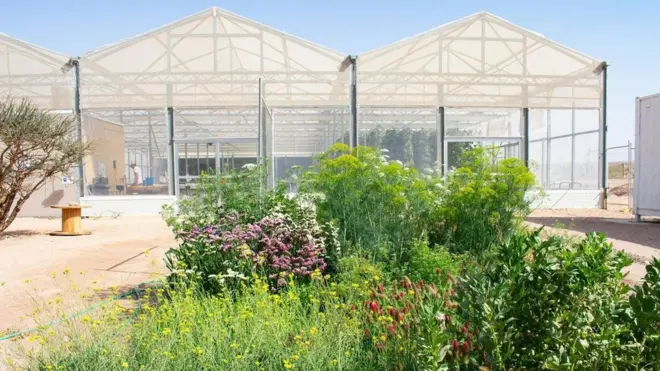 Ürdün Sahra Orman Projesi