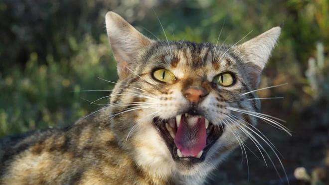 كيف يستخدم العلماء في أستراليا القطط لحماية حيوانات مهددة بالإنقراض؟