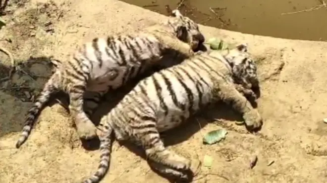 मृतावस्थेत आढळलेले बछडे