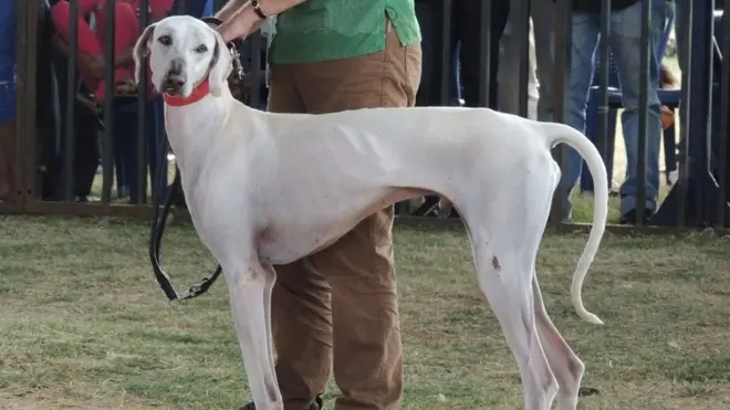 મુઘોલ કૂતરાનો ફોટોગ્રાફ