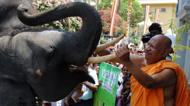 A Sri Lankan Buddhist monk anoints a temple elephant in the Bellanvila suburb of Colombo on April 16, 2014, as part of traditional new year rituals. The timing of Sri Lanka's Sinhala New Year coincides with the new year celebrations of many traditional calendars of South and Southeast Asia. AFP PHOTO/ LAKRUWAN WANNIARACHCHI (Photo credit should read LAKRUWAN WANNIARACHCHI/AFP/Getty Images)