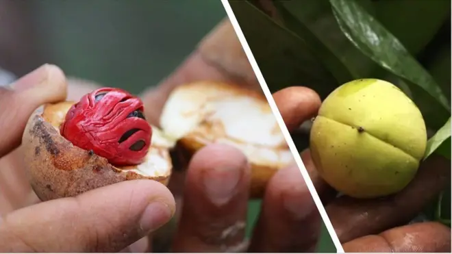 జాజికాయ, జాపత్రి