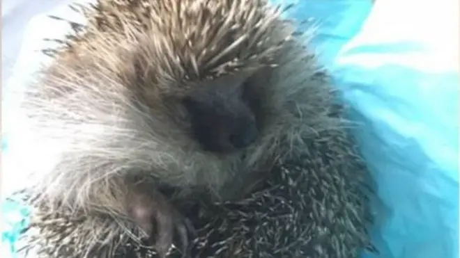 Їжачок Чанкі не може повністю згорнутися в клубочок, тому його не можуть випустити на волю