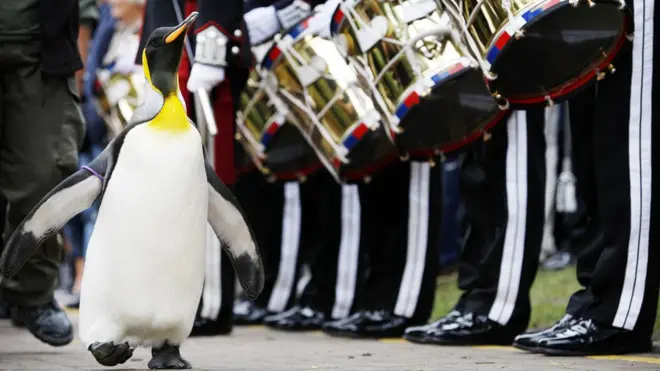 В 2008 году Нильс Улаф был посвящен в рыцари. Тогда, как и сейчас, он провел смотр, во время которого прошелся вдоль строя гвардейцев и внимательно их проинспектировал, как и положено настоящему офицеру