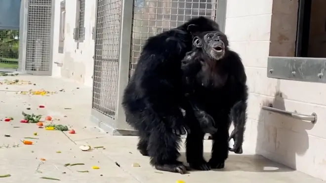 පර්යේෂණාගාරයක සිරවී සිටි චිම්පන්සියෙකු පළමු වරට බාහිර ලෝකය දුටු සංවේදී මොහොත