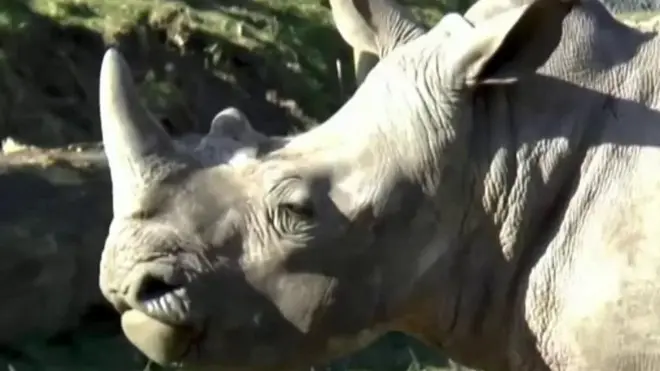 Белый носорог Винс