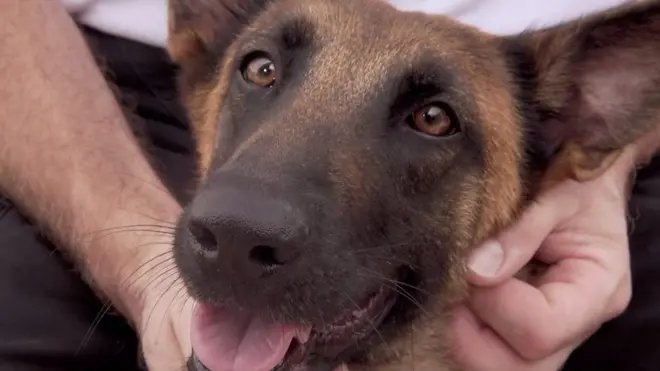 كلاب لبنانية تكتشف الإصابة بفيروس كورونا