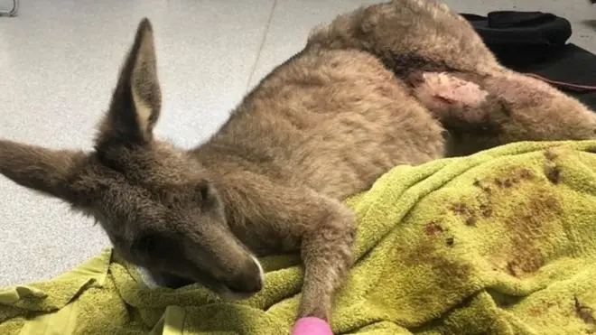 Зляканий кенгуру отримав численні порізи та втратив багато крові