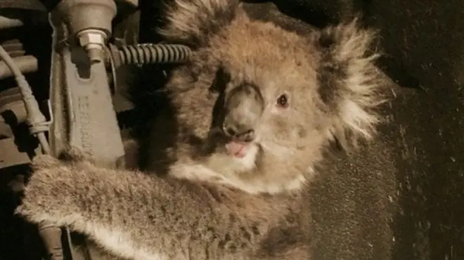 เจ้าหน้าที่ต้องถอดล้อรถออก เพื่อช่วยโคอาลา