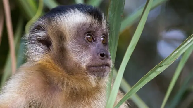 'O macaco é quase um mártir (...) Eles nos indicam onde há infecção', diz pesquisador do Instituto Oswaldo Cruz