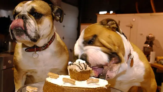 هل يمكن للكلاب والقطط الاعتماد على نظام غذائي نباتي بالكامل؟