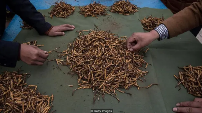 Ulat yang dikeringkan dapat terjual seharga $20.000 (Rp266 juta) per kilogram.