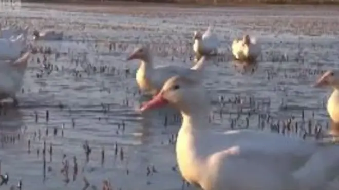 Качки фермера харчуються бур'яном