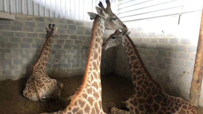 After being imported from a wildlife farm near Johannesburg, the giraffes spent seven months locked in bays like this in Rio de Janeiro