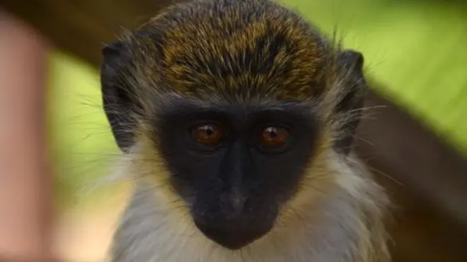 قرود سانت كيتس الافريقية الخضراء الصغيرة