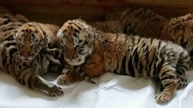 Kina je bogatija za četiri mladunčeta ugroženog sibirskog tigra