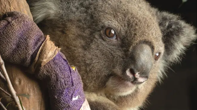 Koalas are one of the 19 mammal species needing urgent help