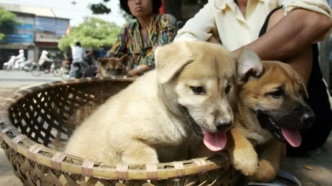 กรุงฮานอยขอให้ประชาชนเลิกบริโภคเนื้อสุนัข