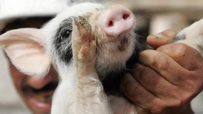 87% ya nguruwe wanaouzwa sokoni nchini Madagasca wanavichocheo vya mwili vinavyotumiwa kwa ajili ya kuzuia mimba, umebaini uchunguzi