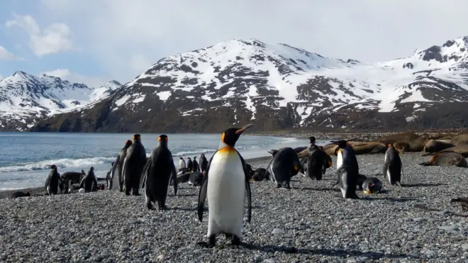 En las islas Georgia del Sur viven unos 400.000 pingüinos emperador.