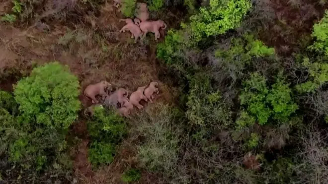 चीन हात्ती