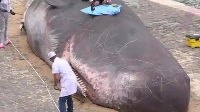 Тело кашалота в Париже.
