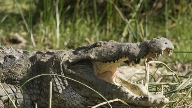 Ingona zikunze kuba mu nzuzi canke mu biyaga