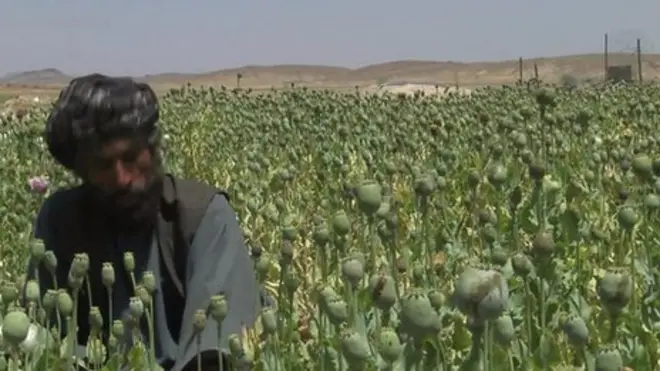 کندهار کوکنار