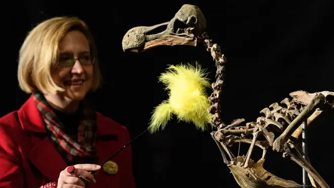 Впервые европейцы увидели додо в 1598 году, а спустя всего 70 лет вид был полностью истреблен