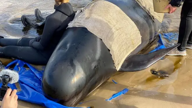 Rescuers were hoping to escort more whales back into the ocean on Wednesday