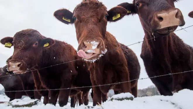 考虑到动物的福祉，切斯特动物园闭门谢客，但园内的住客似乎未被天气影响心情。