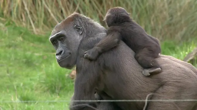 أيبولا يقضي على 30% من القردة خلال 30 عاما