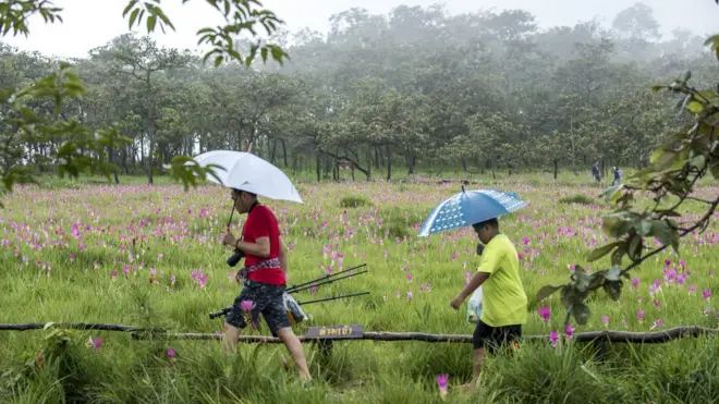 ทุ่งดอกกระเจียว จ.ชัยภูมิ