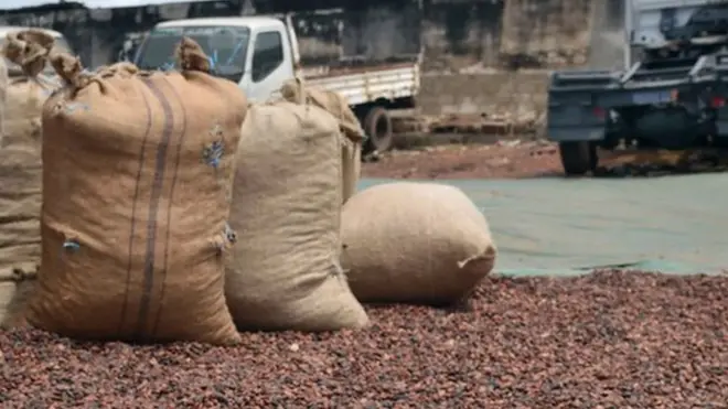 Cameroon na fifth biggest cocoa producer for di world