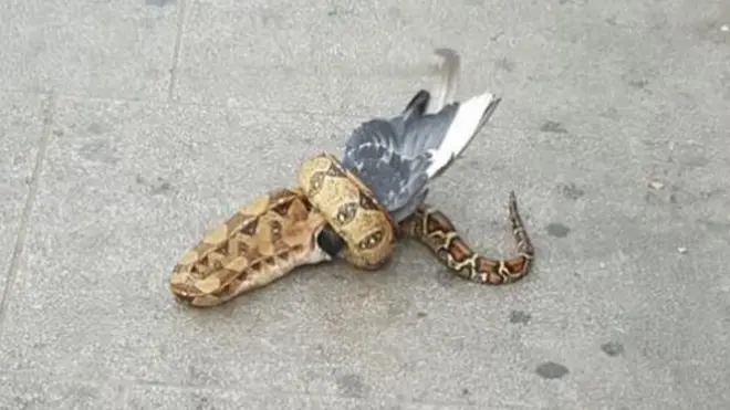 蟒蛇