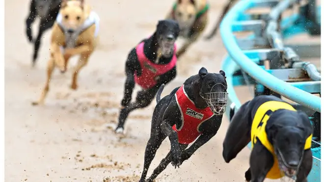 ඕස්ට්‍රේලියාවේ 'බලු රේස්' තහනමක්