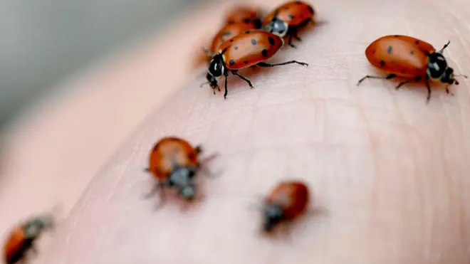 Нашестя сонечок. Як і чому ці комахи заполонили морське узбережжя країни