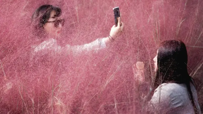 दक्षिण कोरिया के हनाम में स्थित घास के एक मैदान में सेल्फ़ी लेतीं लड़कियाँ. अक्तूबर के महीने में ये मैदान गुलाबी घास से भर जाते हैं.