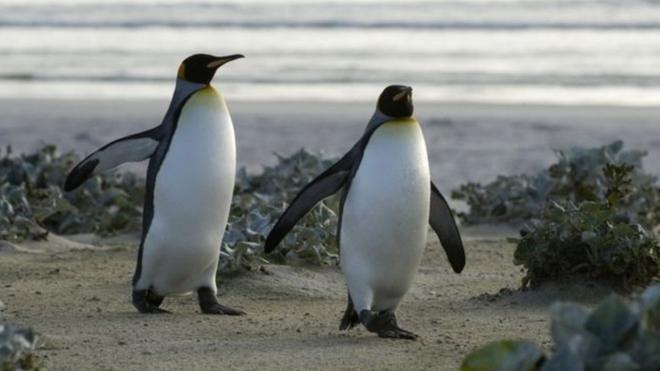 Пінгвіни, Антарктида
