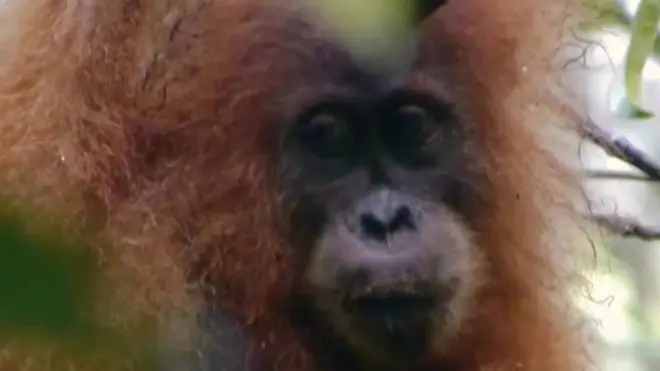 Тапанульський орангутан